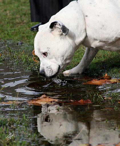 Staffordshire Bull Terrier 9Y773D-315.JPG